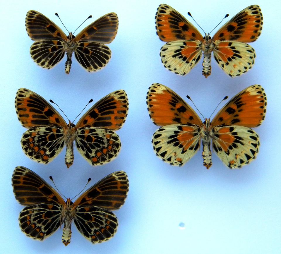 Melitaea trivia (verso abberations, collection) (Internet Image property of respective owner, non-commercial use only)